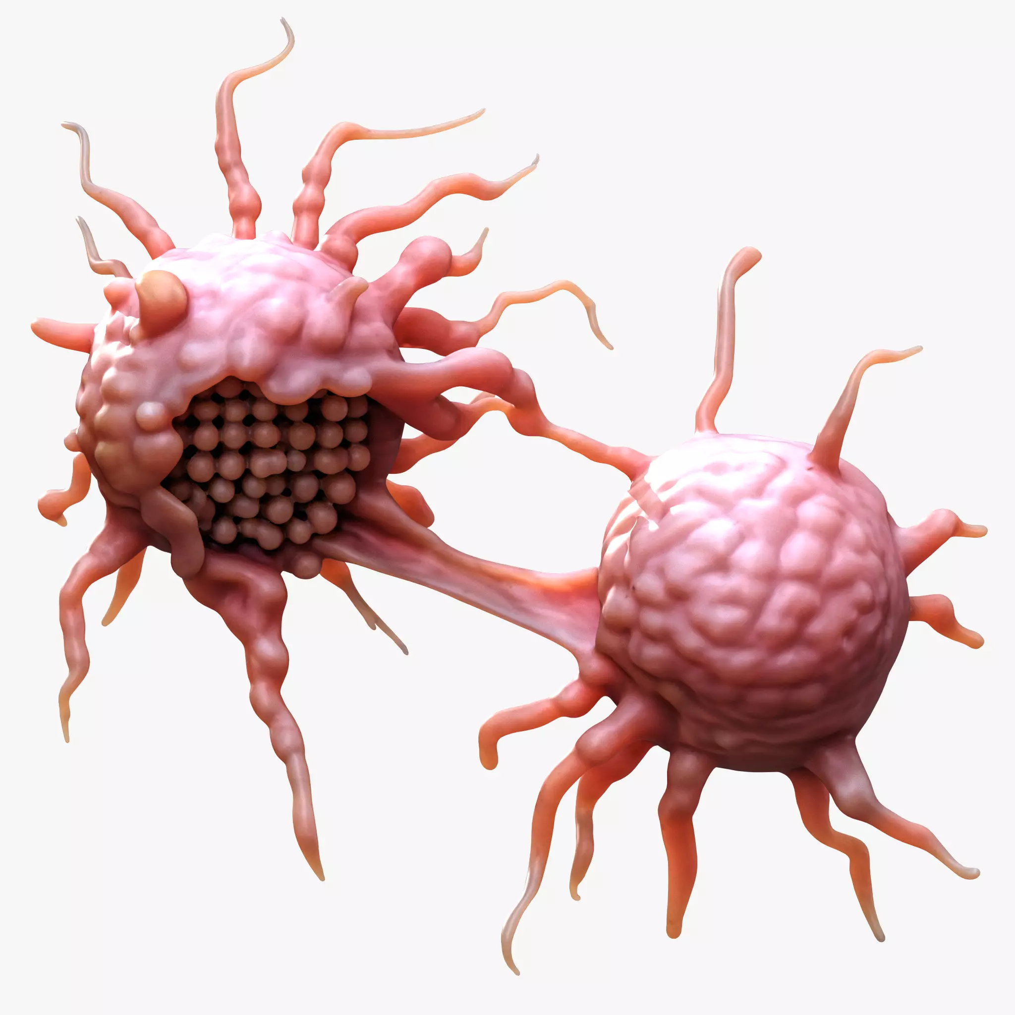 Cancer Cell 3D model