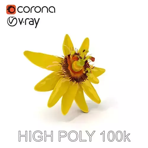 Vibrant Passionflower D Model Pack