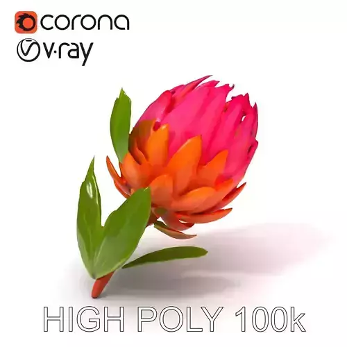 Protea Flower D Model Pack