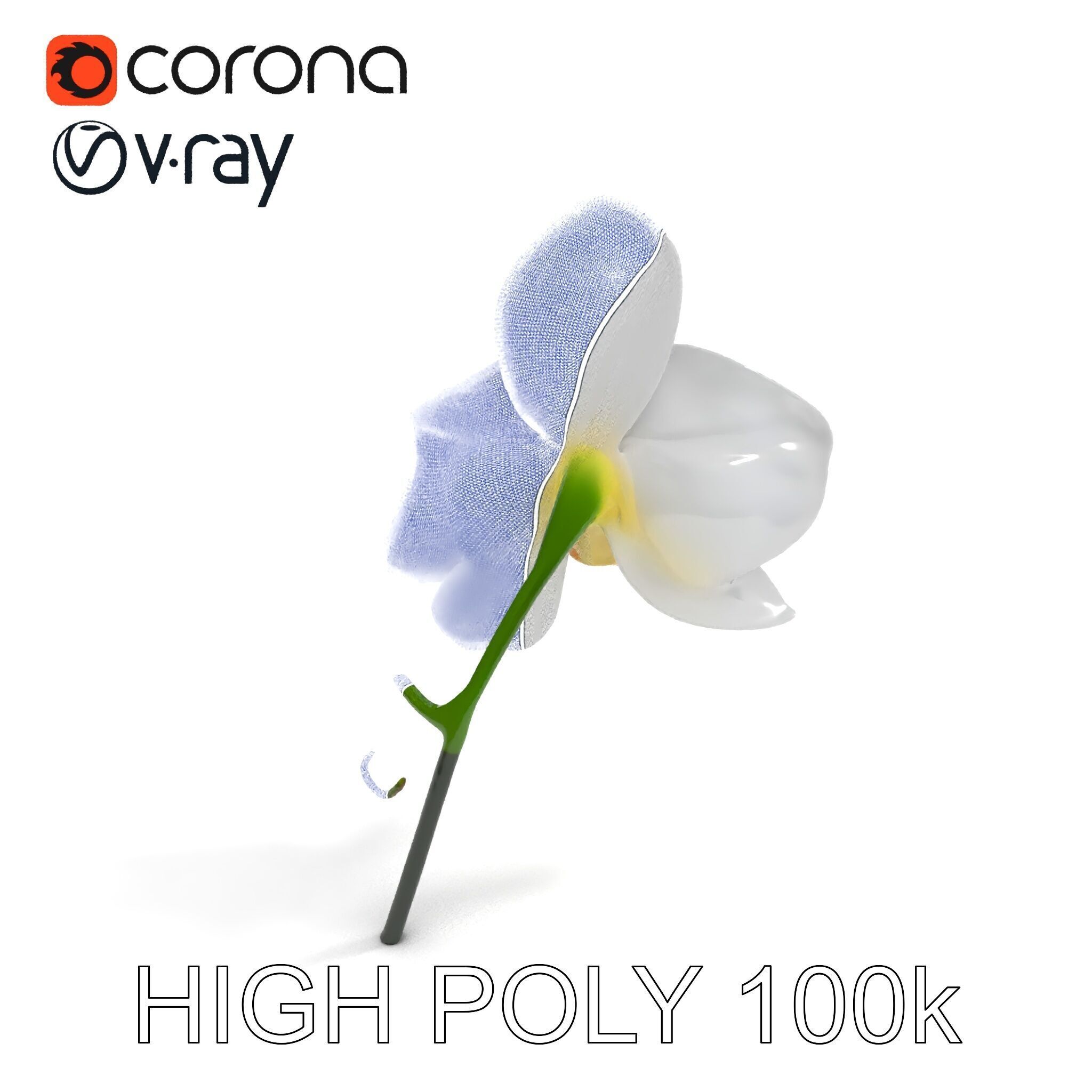Elegant Orchid Flower D Model Pack Low-poly 3D model_34