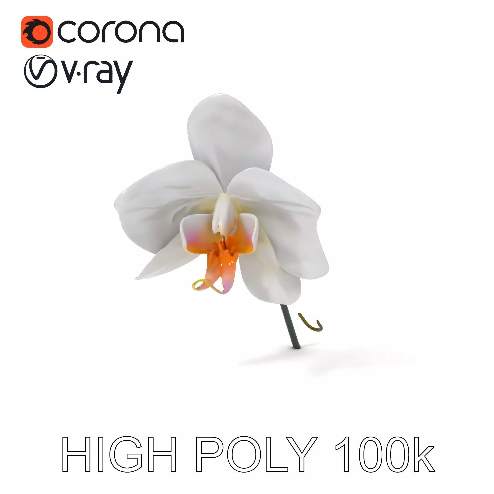 Elegant Orchid Flower D Model Pack Low-poly 3D model_0
