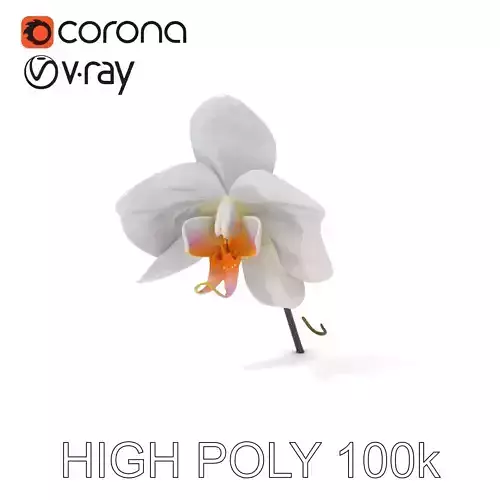 Elegant Orchid Flower D Model Pack Low-poly 3D model