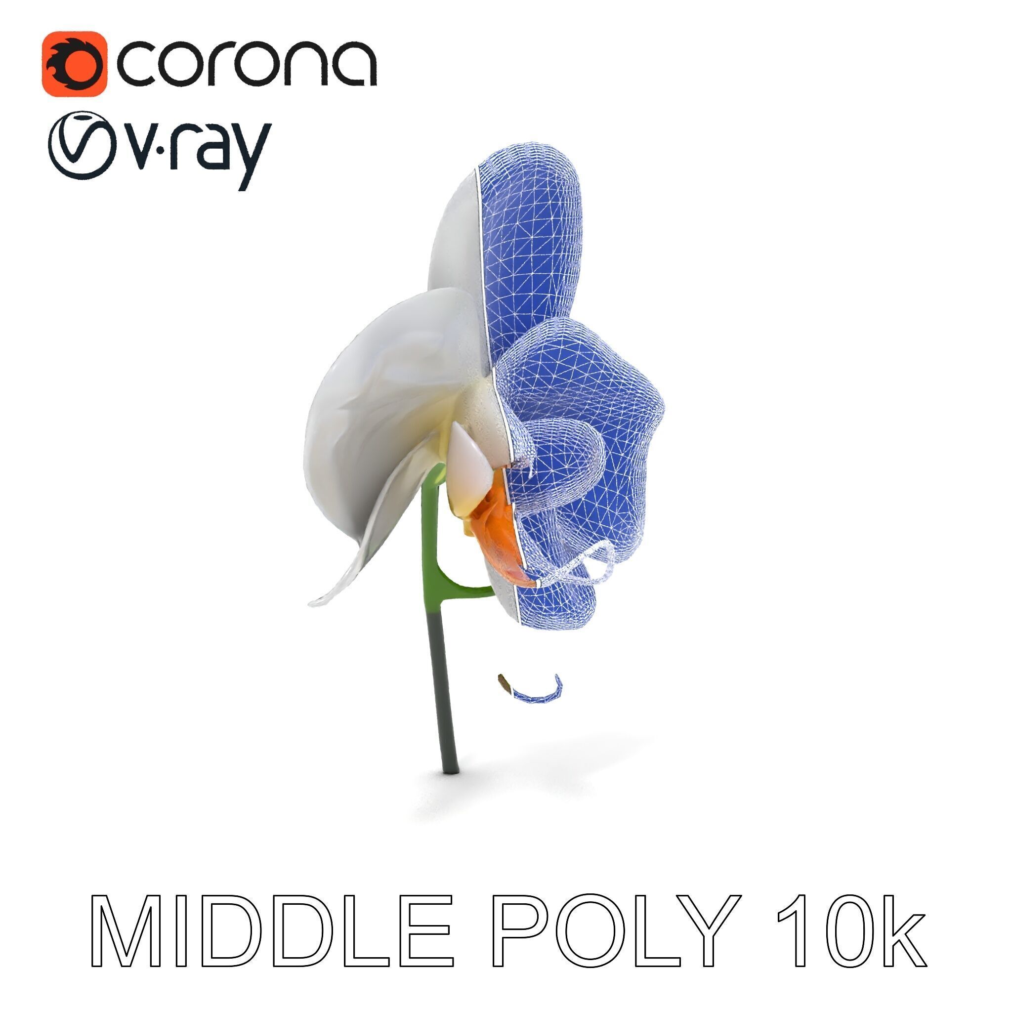 Elegant Orchid Flower D Model Pack Low-poly 3D model_32