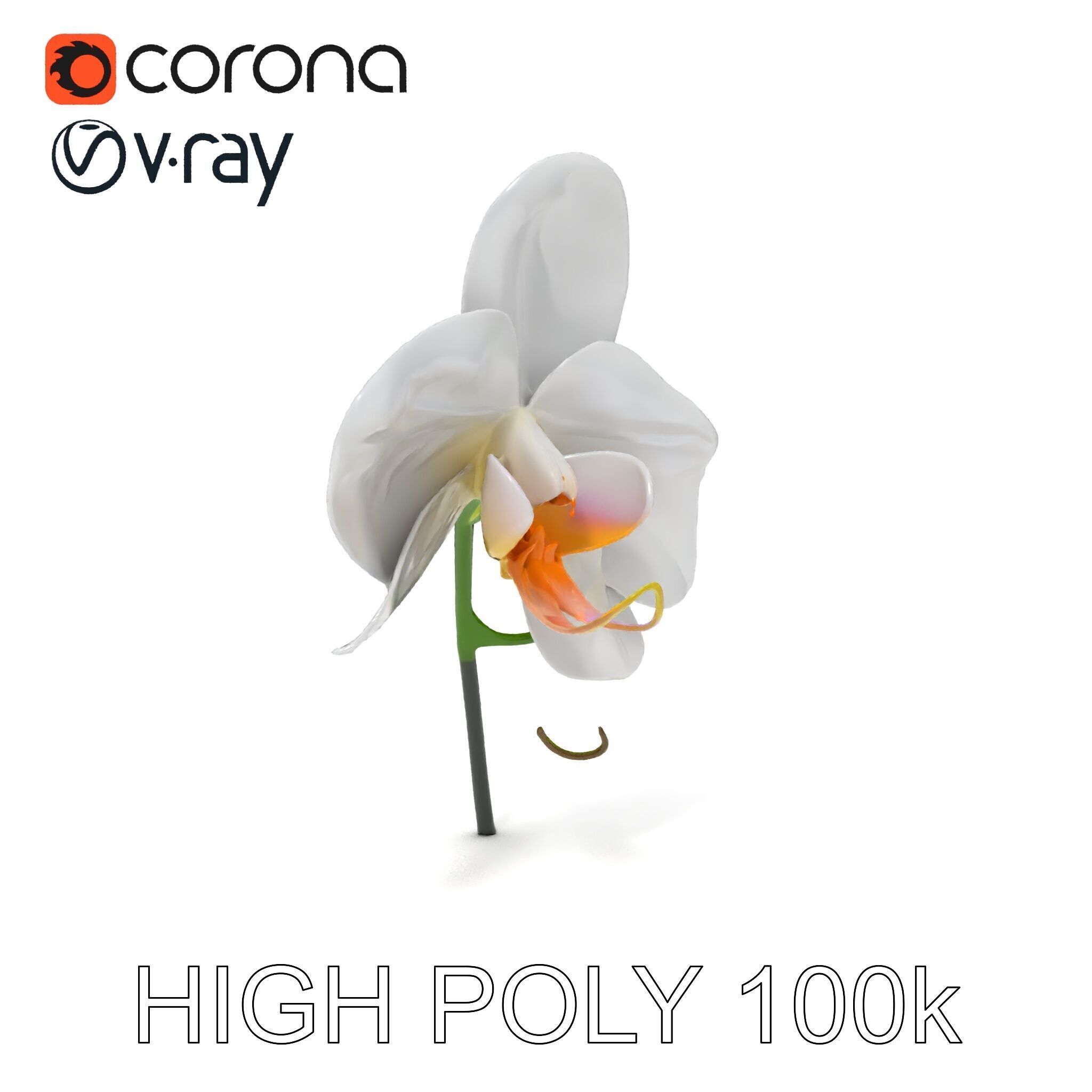 Elegant Orchid Flower D Model Pack Low-poly 3D model_28