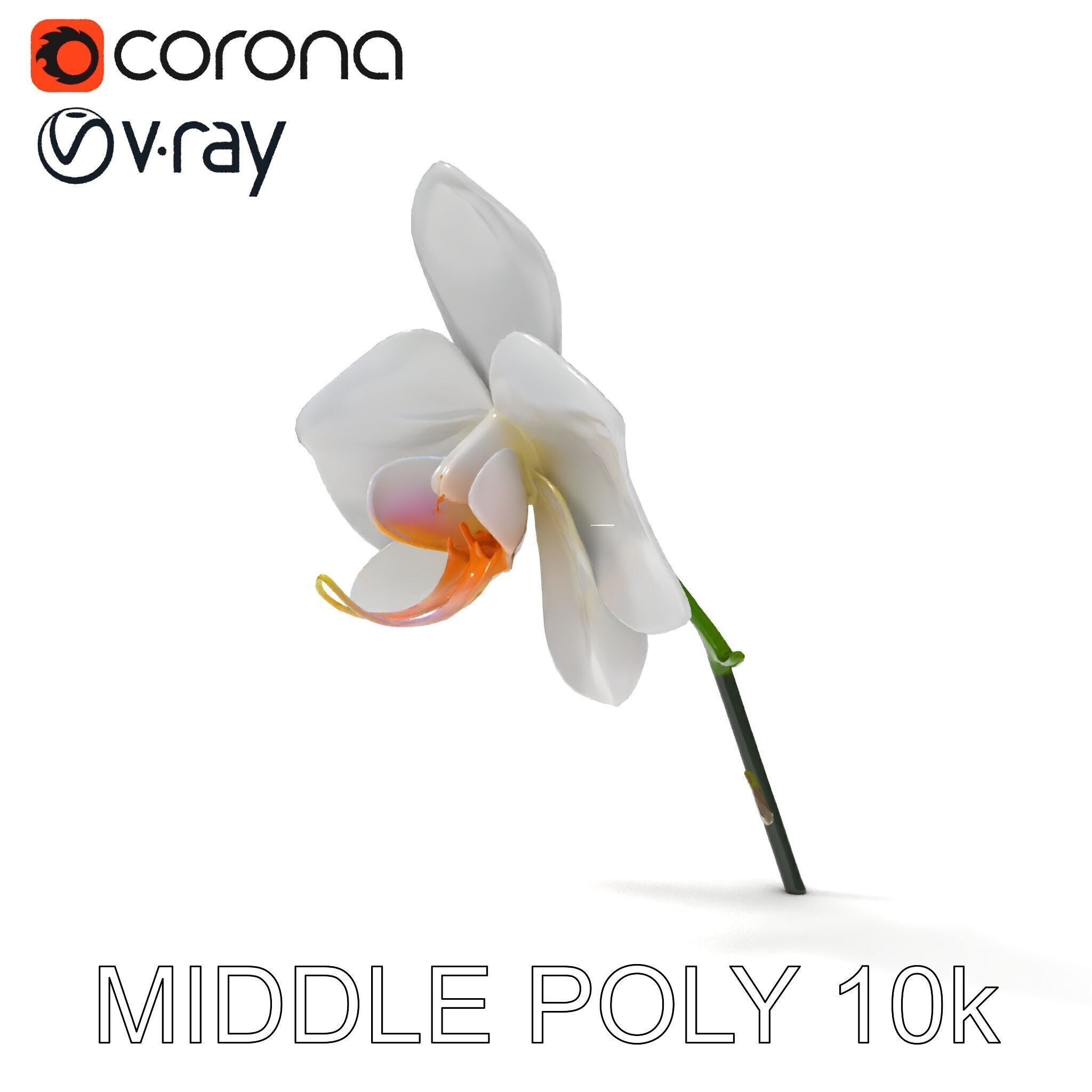 Elegant Orchid Flower D Model Pack Low-poly 3D model_9