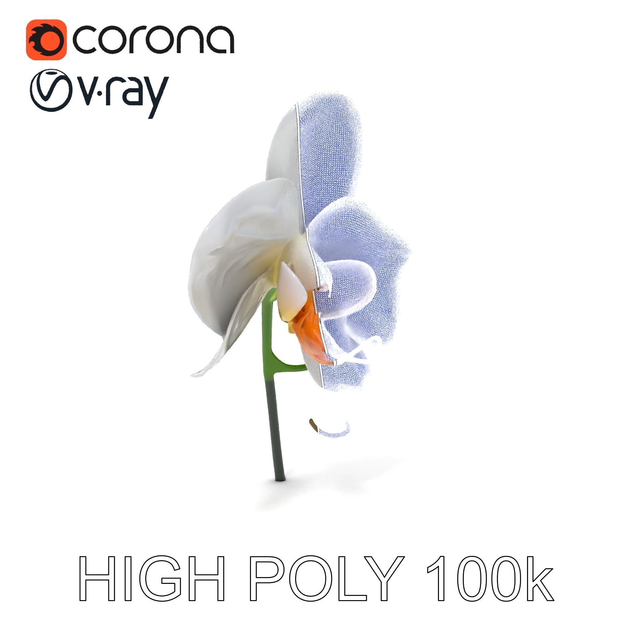 Elegant Orchid Flower D Model Pack Low-poly 3D model_20