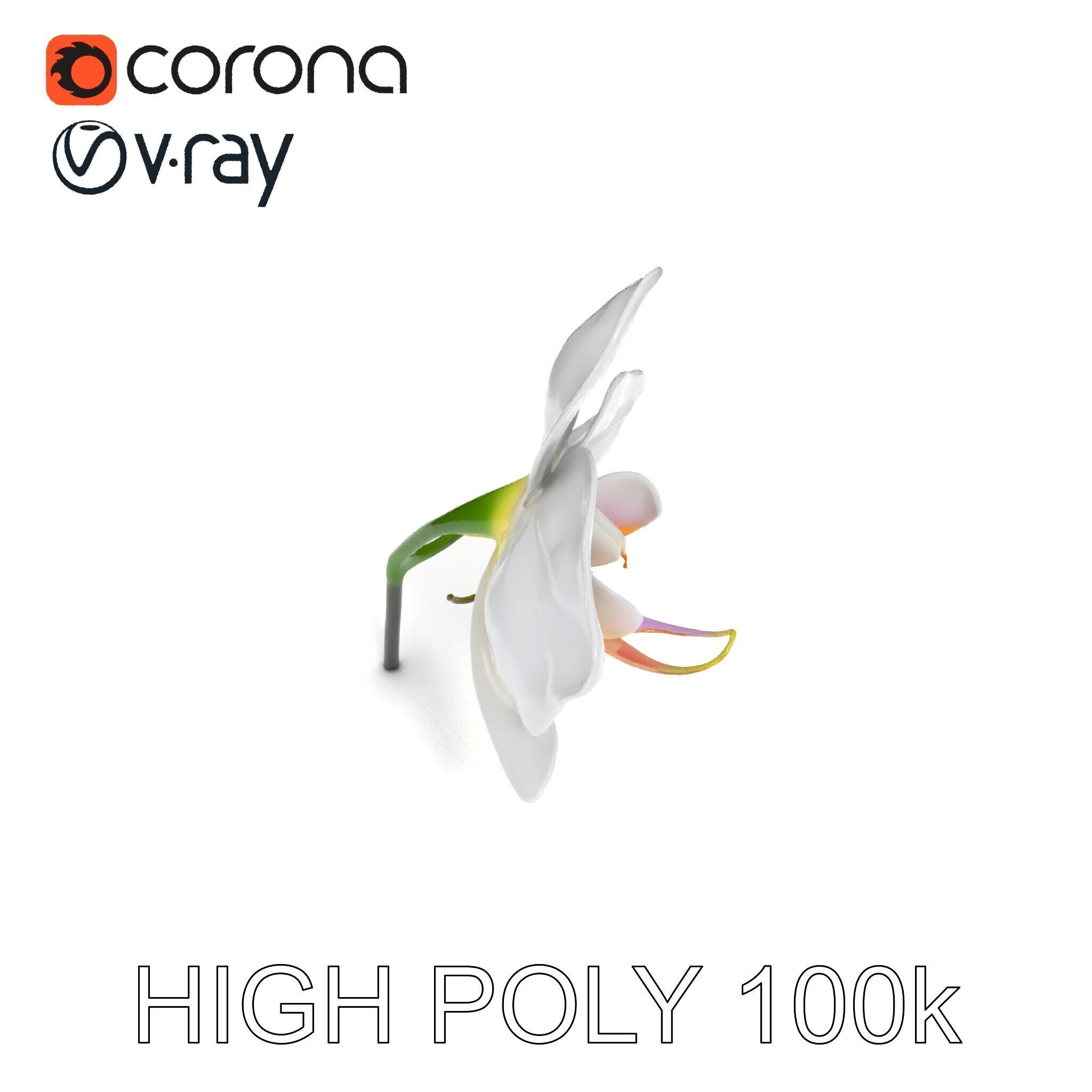 Elegant Orchid Flower D Model Pack Low-poly 3D model_17