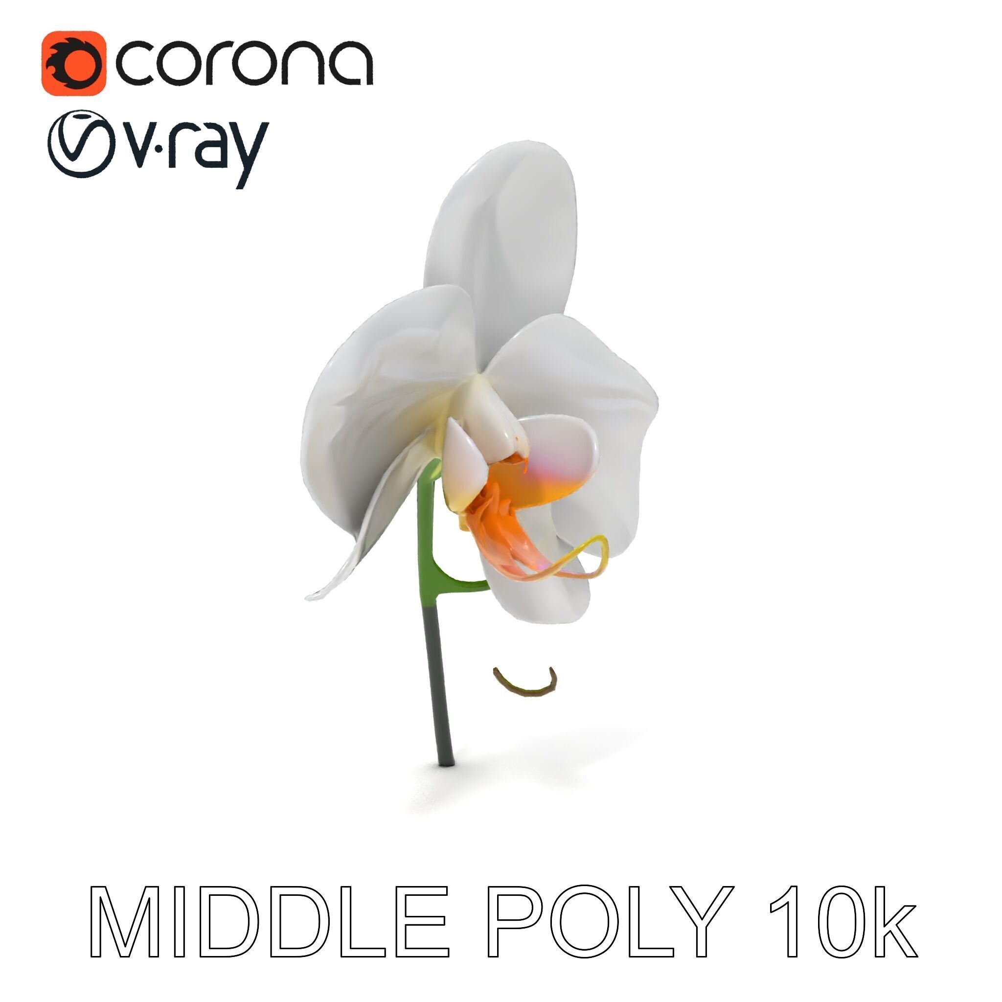 Elegant Orchid Flower D Model Pack Low-poly 3D model_29