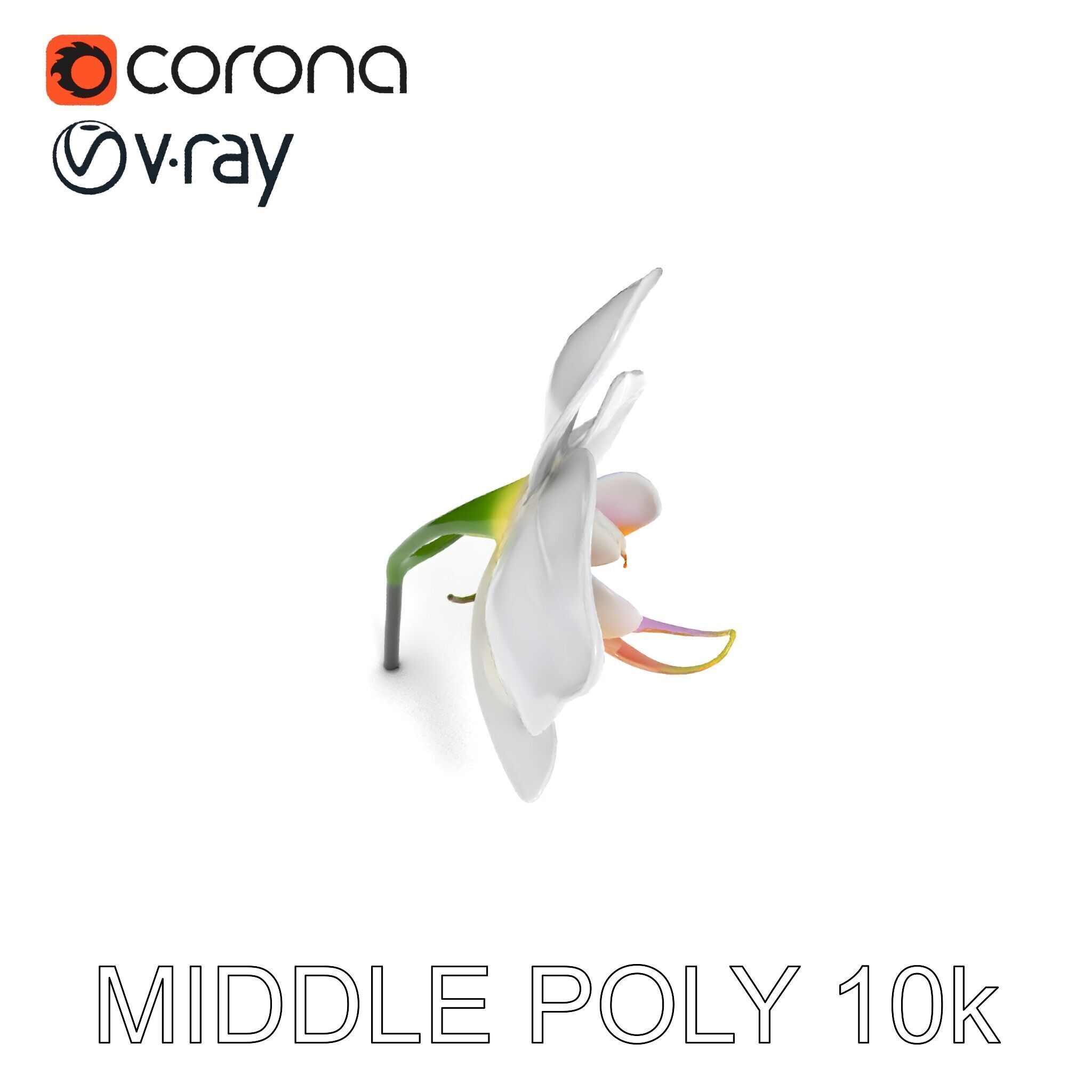 Elegant Orchid Flower D Model Pack Low-poly 3D model_15