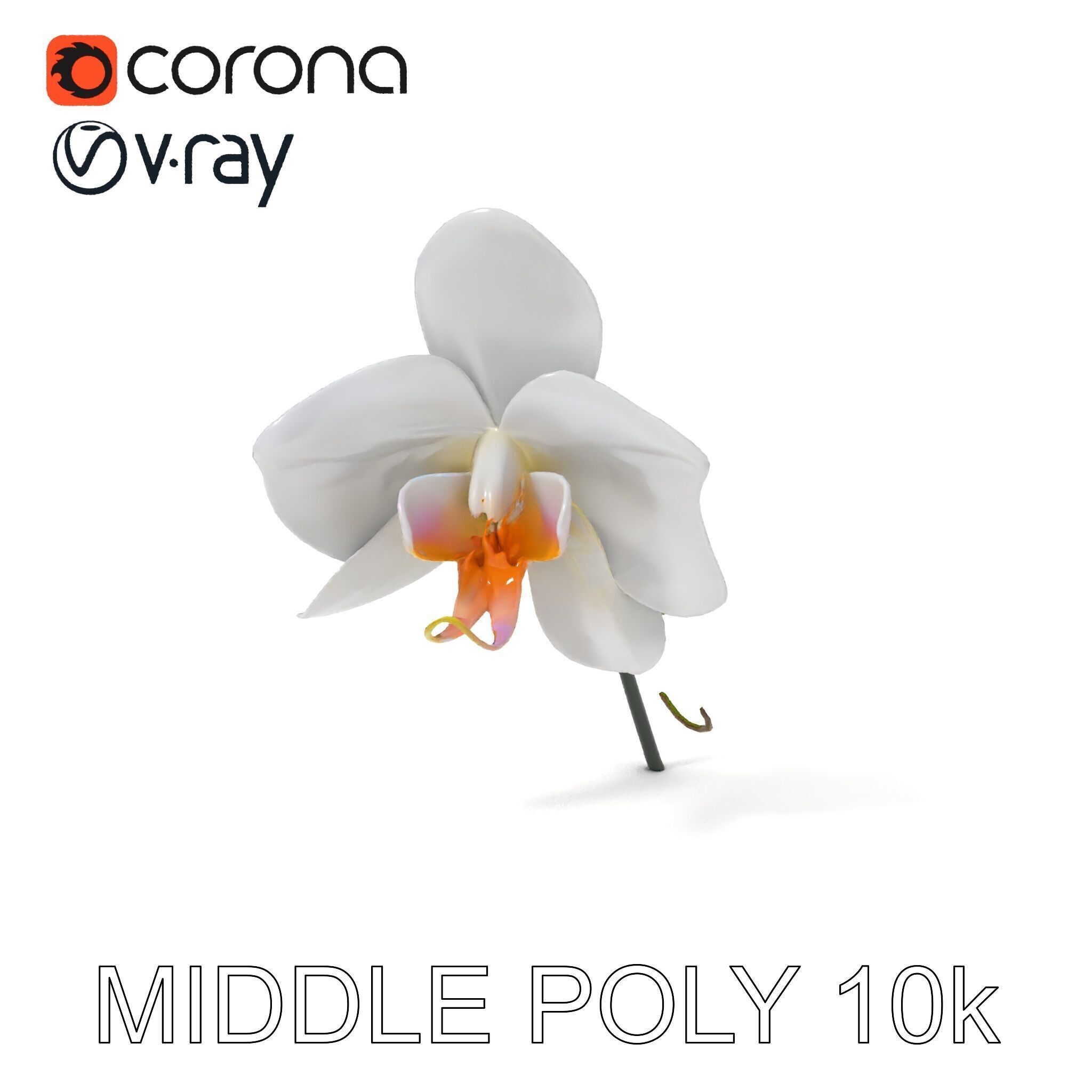 Elegant Orchid Flower D Model Pack Low-poly 3D model_13