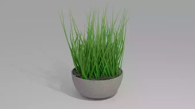 Chive - Herbs - Potted Plant