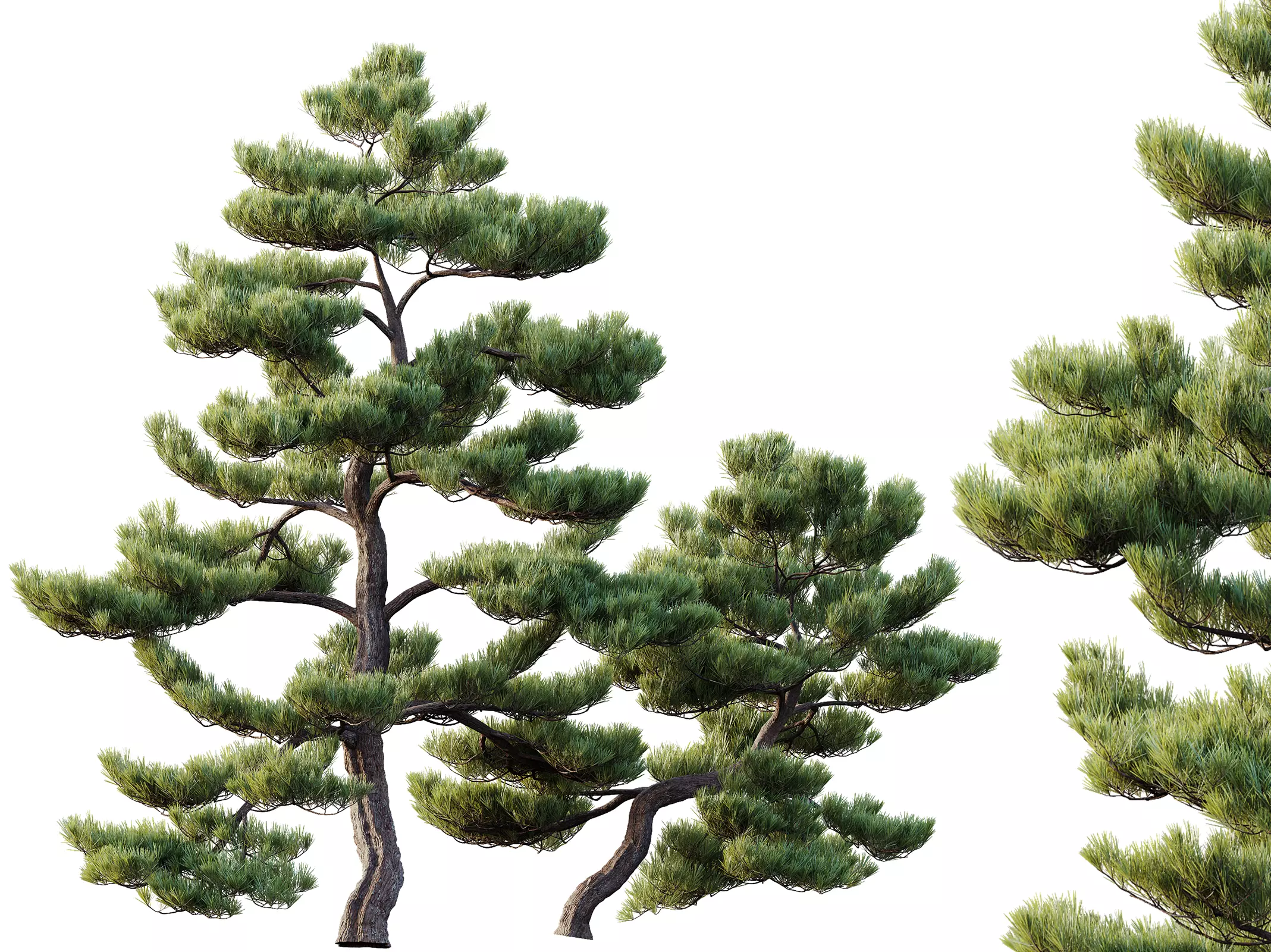 AV Pinus Bonsai Sylvestris Pine Parviflora Scotch Contorta03 3D model