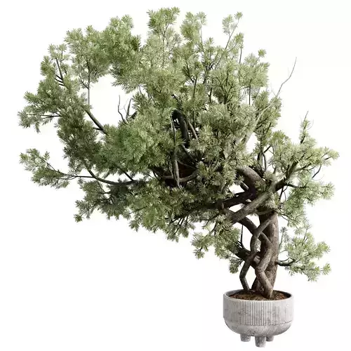 bonsai tree pine in a concrete pot - set indoor plant 625