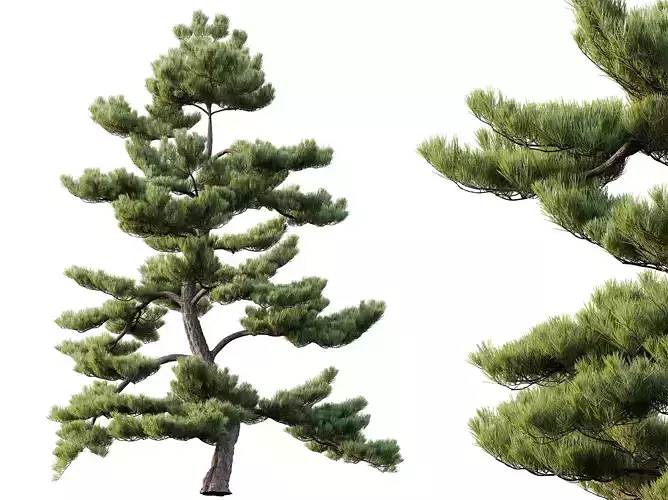 AV Pinus Bonsai Sylvestris Pine Parviflora Scotch Contorta04 3D model