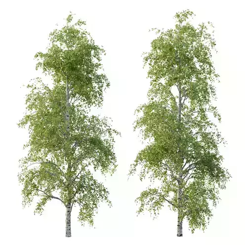 Betula Pendula Tree 07