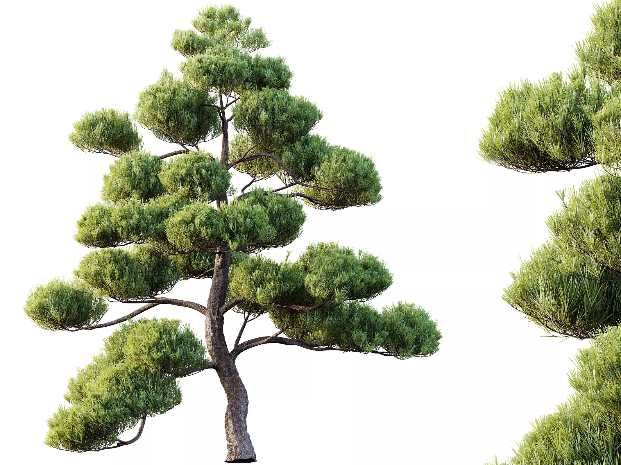 AV Pinus Bonsai Sylvestris Pine Parviflora Scotch Contorta05 3D model
