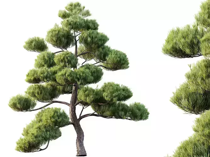 AV Pinus Bonsai Sylvestris Pine Parviflora Scotch Contorta05 3D model