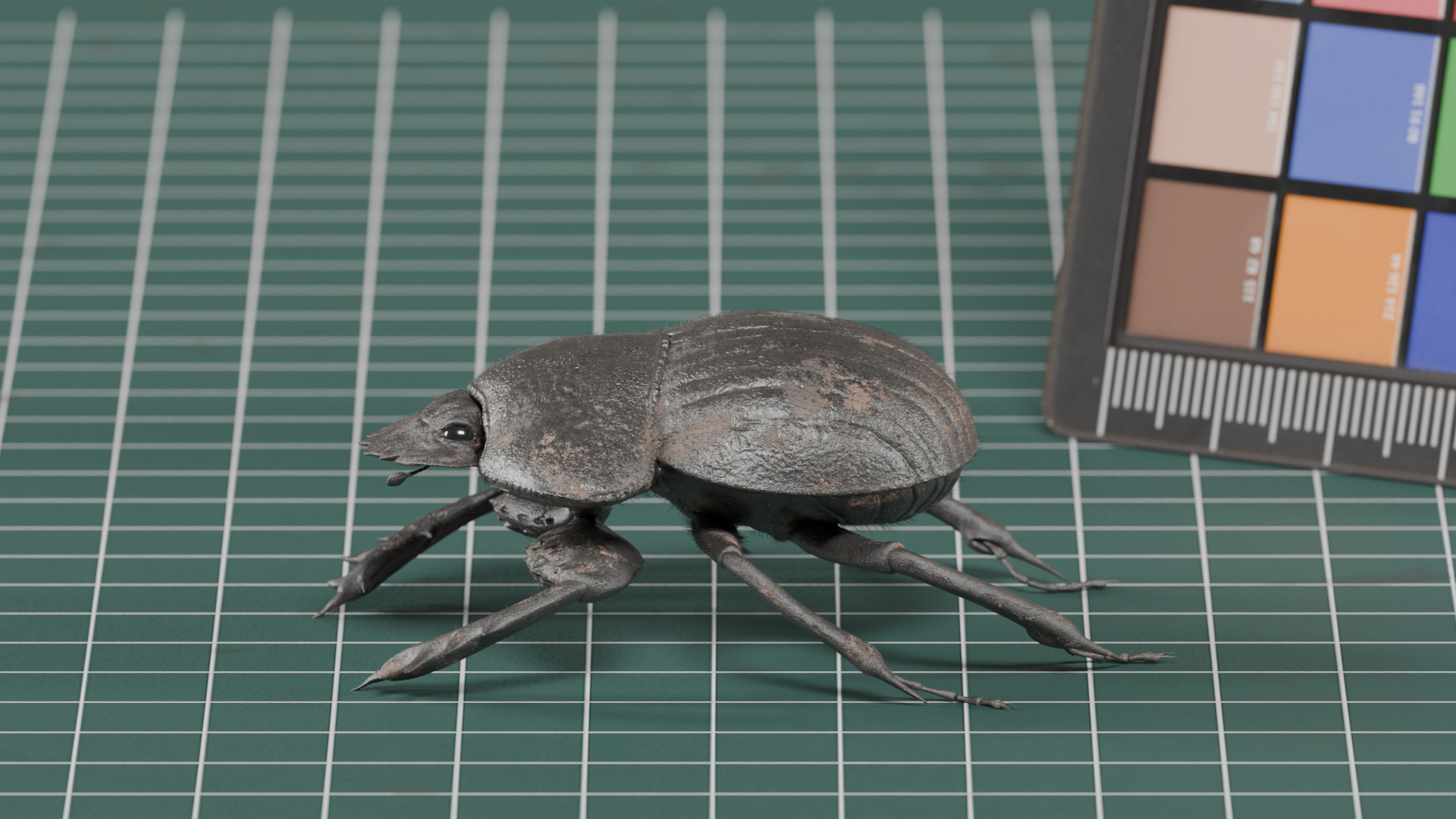 African Dung Beetle - static 3D model_1