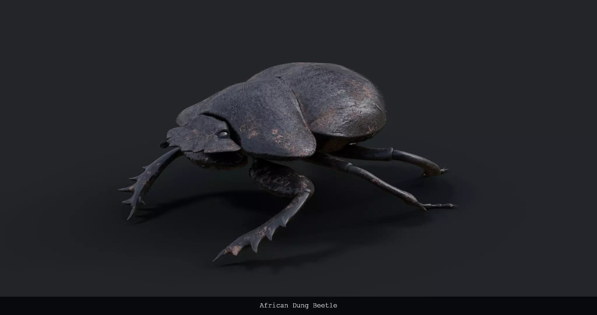 African Dung Beetle - static 3D model_0