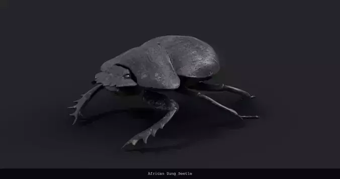 African Dung Beetle - static