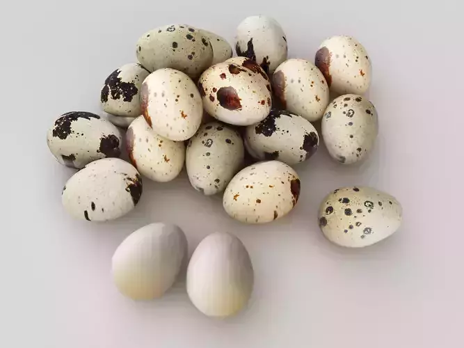 quail egg