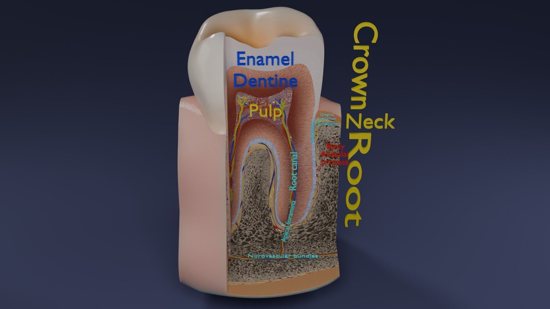 Teeth schematic cut sectional labelled Low-poly 3D model_61