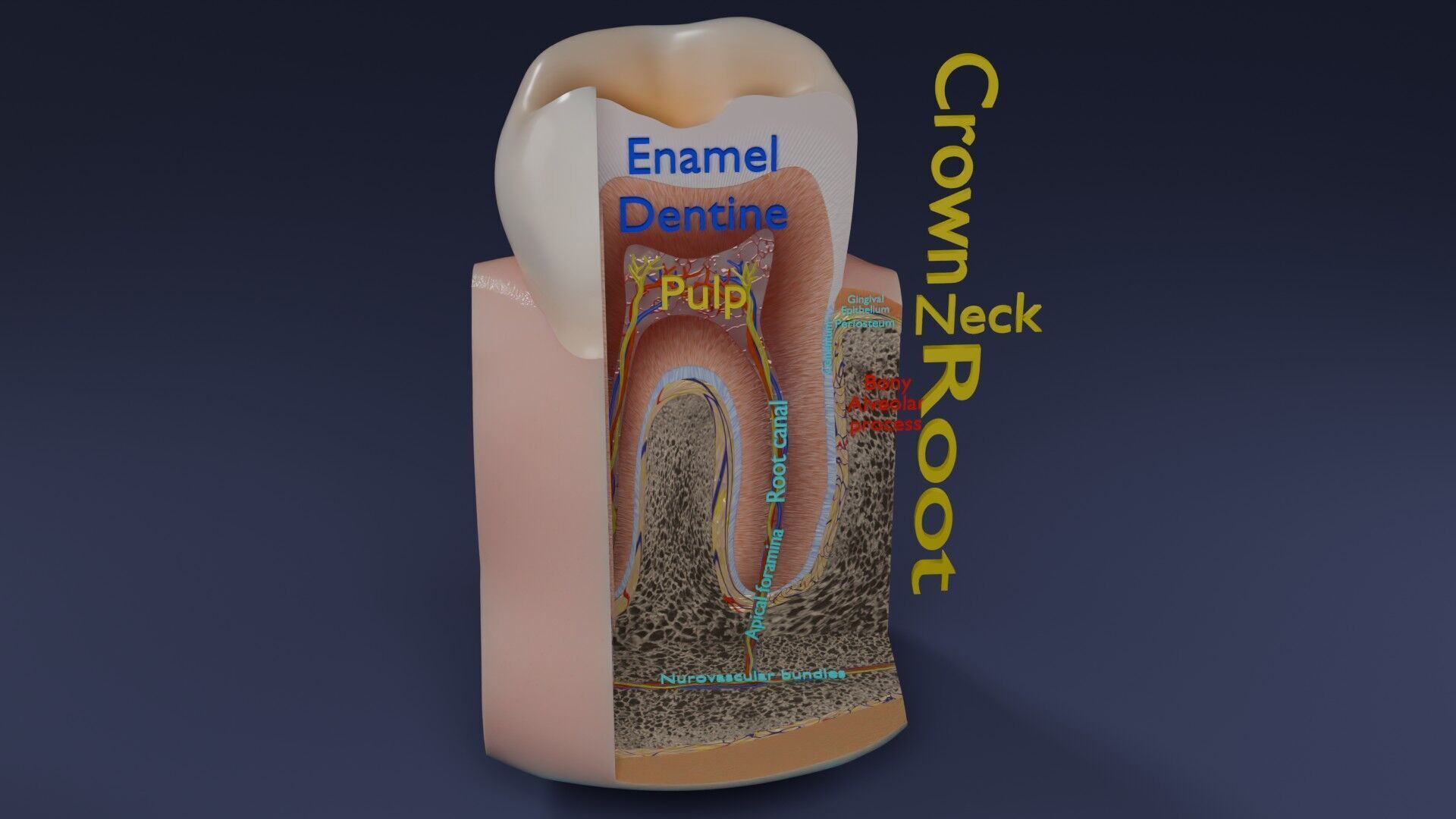 Teeth schematic cut sectional labelled Low-poly 3D model_42