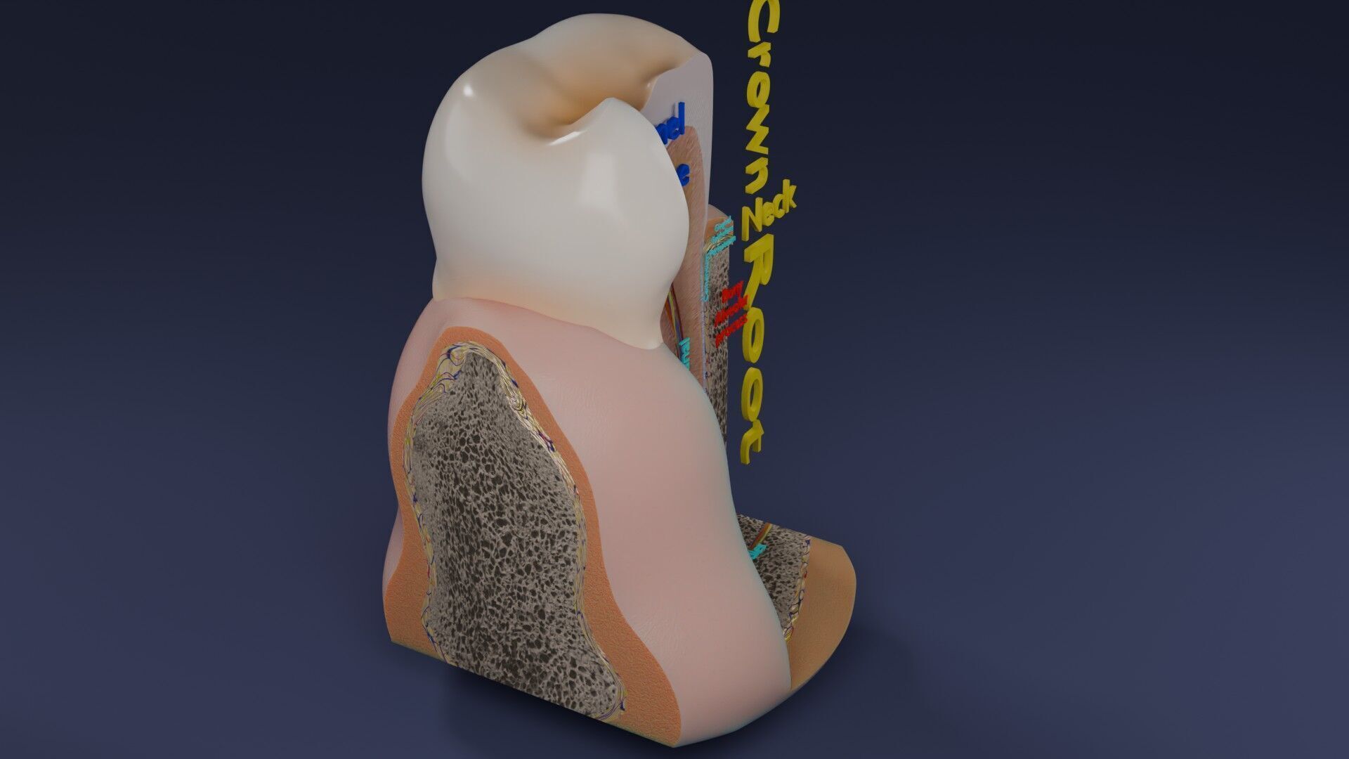 Teeth schematic cut sectional labelled Low-poly 3D model_35