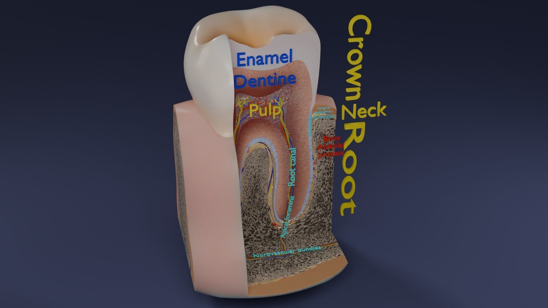 Teeth schematic cut sectional labelled Low-poly 3D model_37