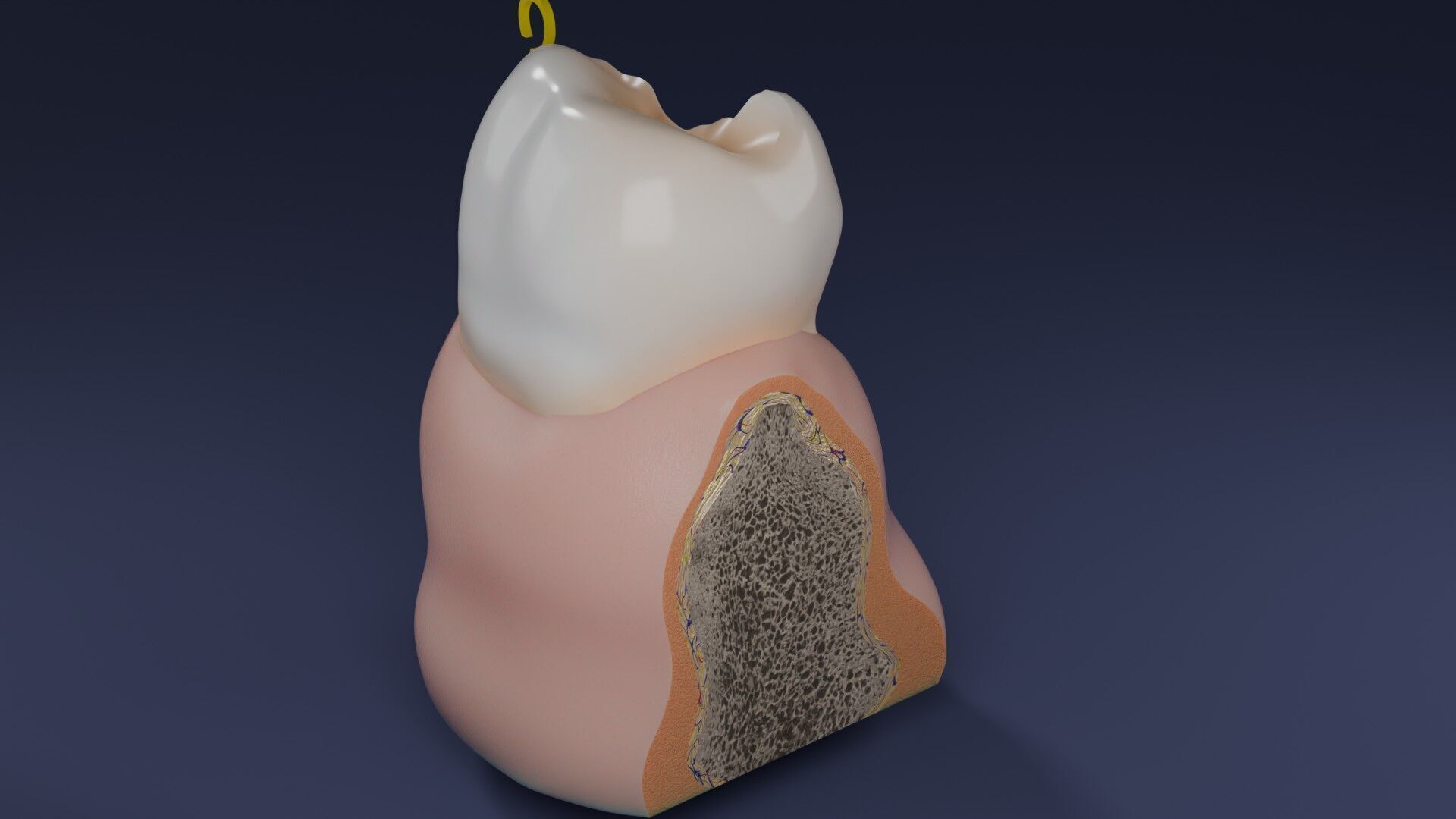 Teeth schematic cut sectional labelled Low-poly 3D model_44