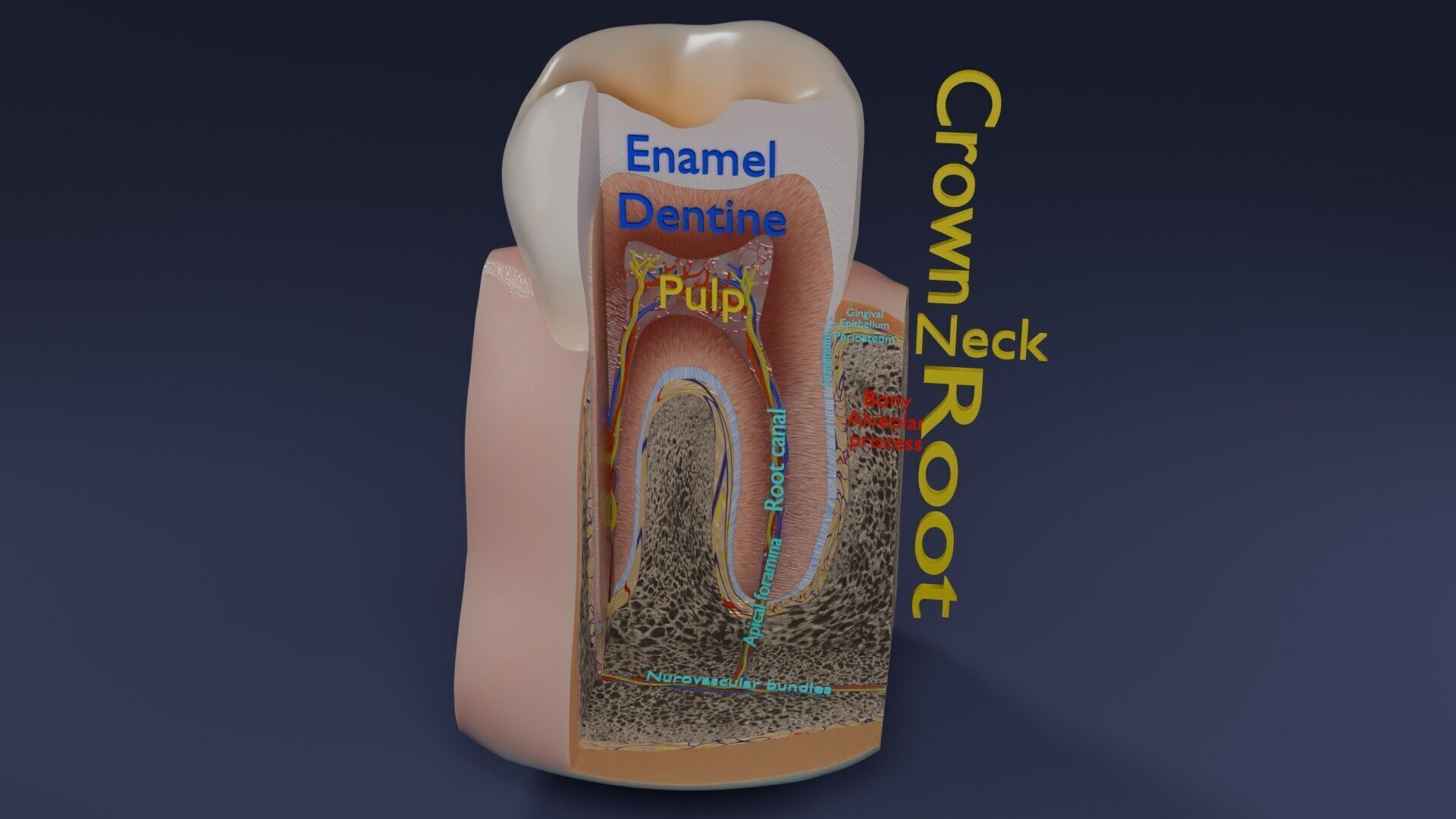 Teeth schematic cut sectional labelled Low-poly 3D model_67
