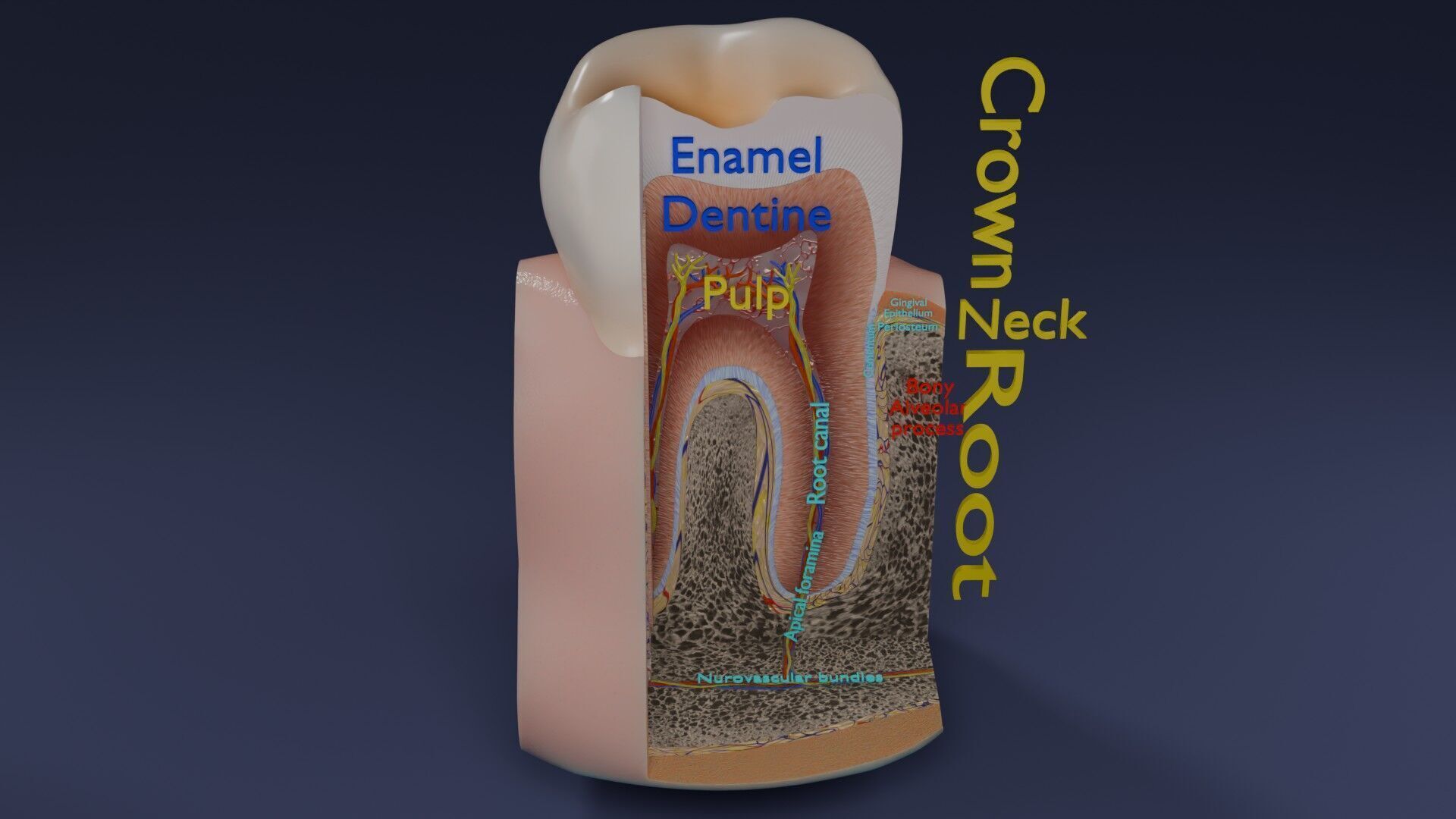 Teeth schematic cut sectional labelled Low-poly 3D model_3
