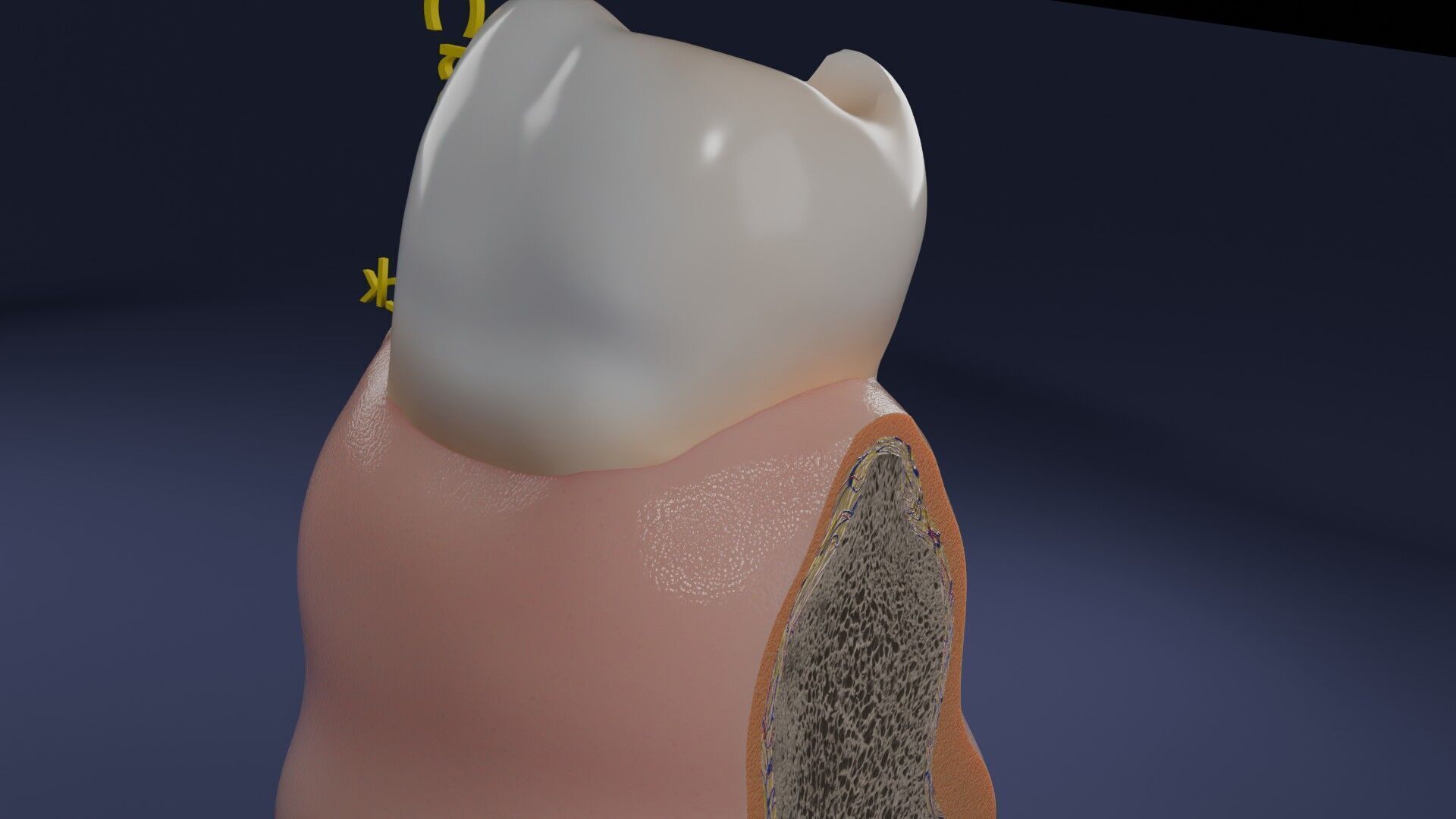 Teeth schematic cut sectional labelled Low-poly 3D model_8