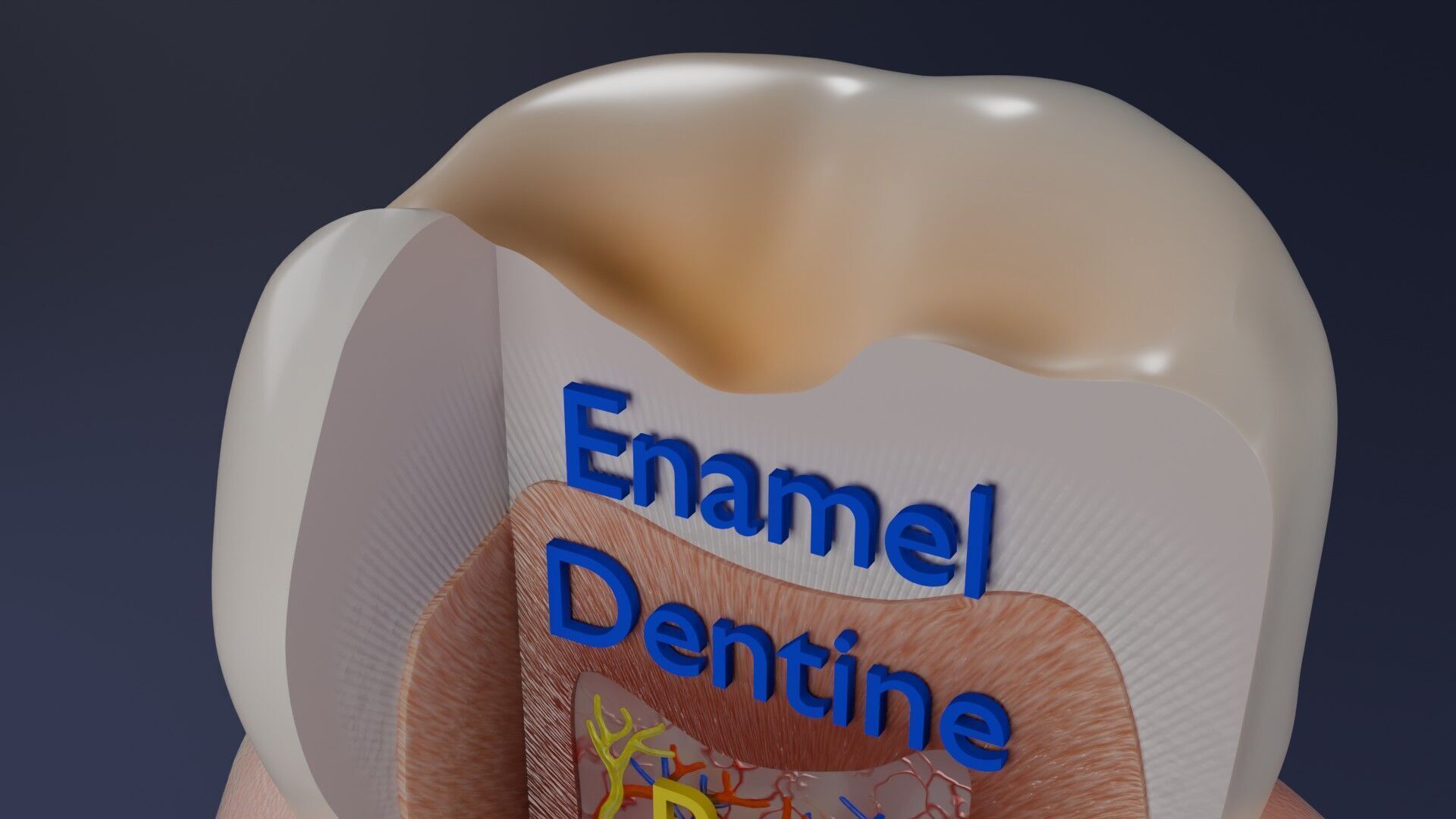 Teeth schematic cut sectional labelled Low-poly 3D model_1