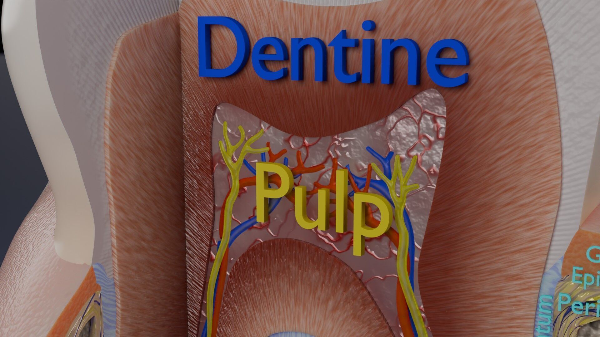Teeth schematic cut sectional labelled Low-poly 3D model_5