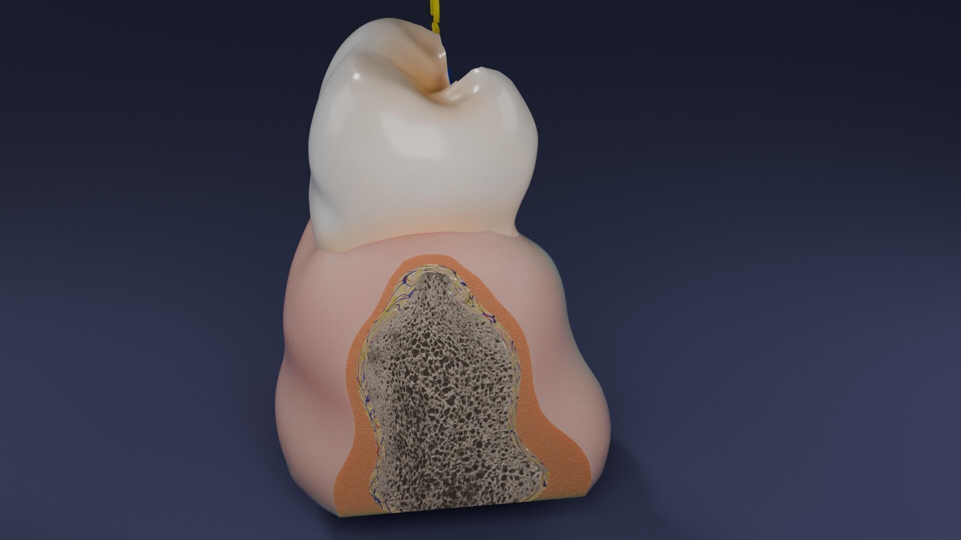 Teeth schematic cut sectional labelled Low-poly 3D model_53