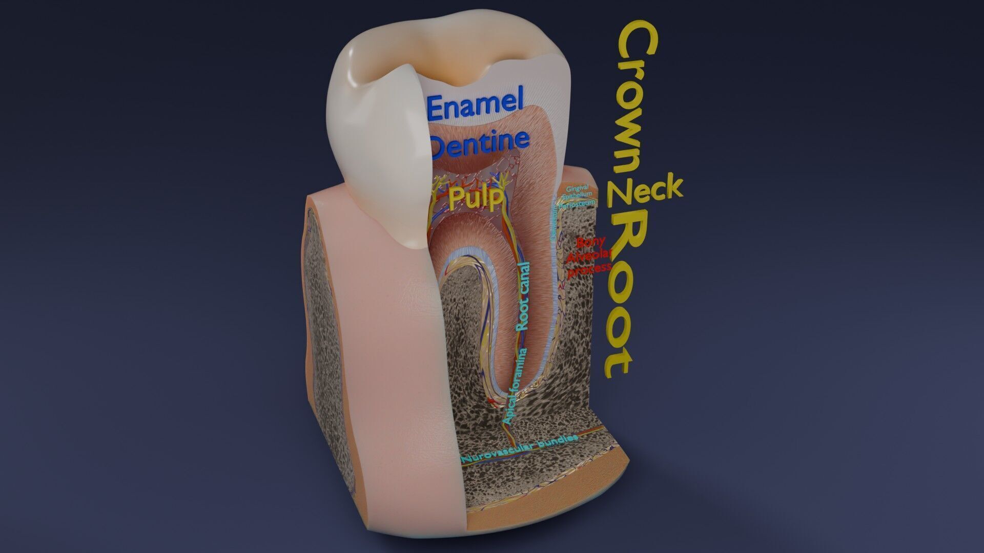 Teeth schematic cut sectional labelled Low-poly 3D model_36