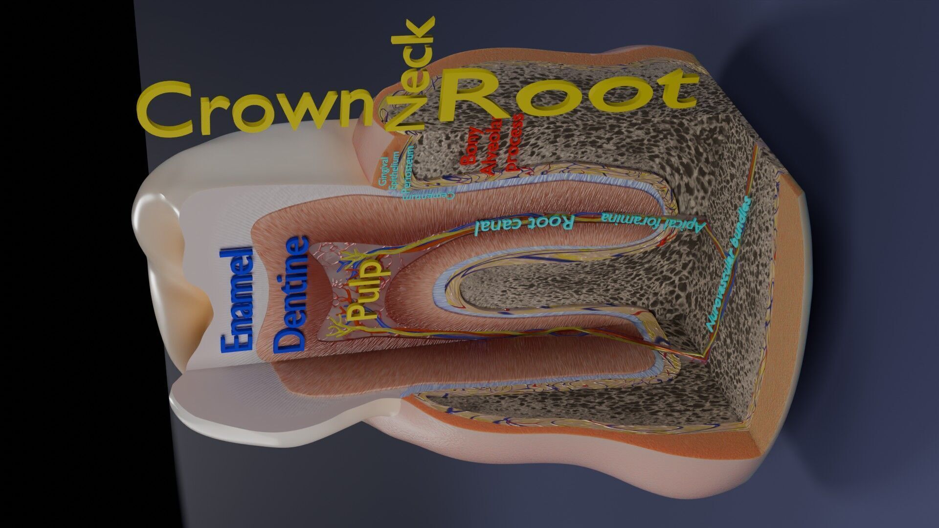 Teeth schematic cut sectional labelled Low-poly 3D model_7