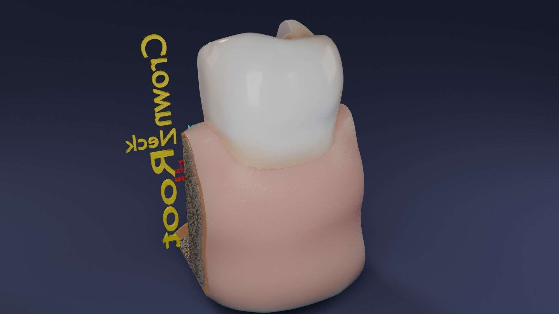 Teeth schematic cut sectional labelled Low-poly 3D model_65