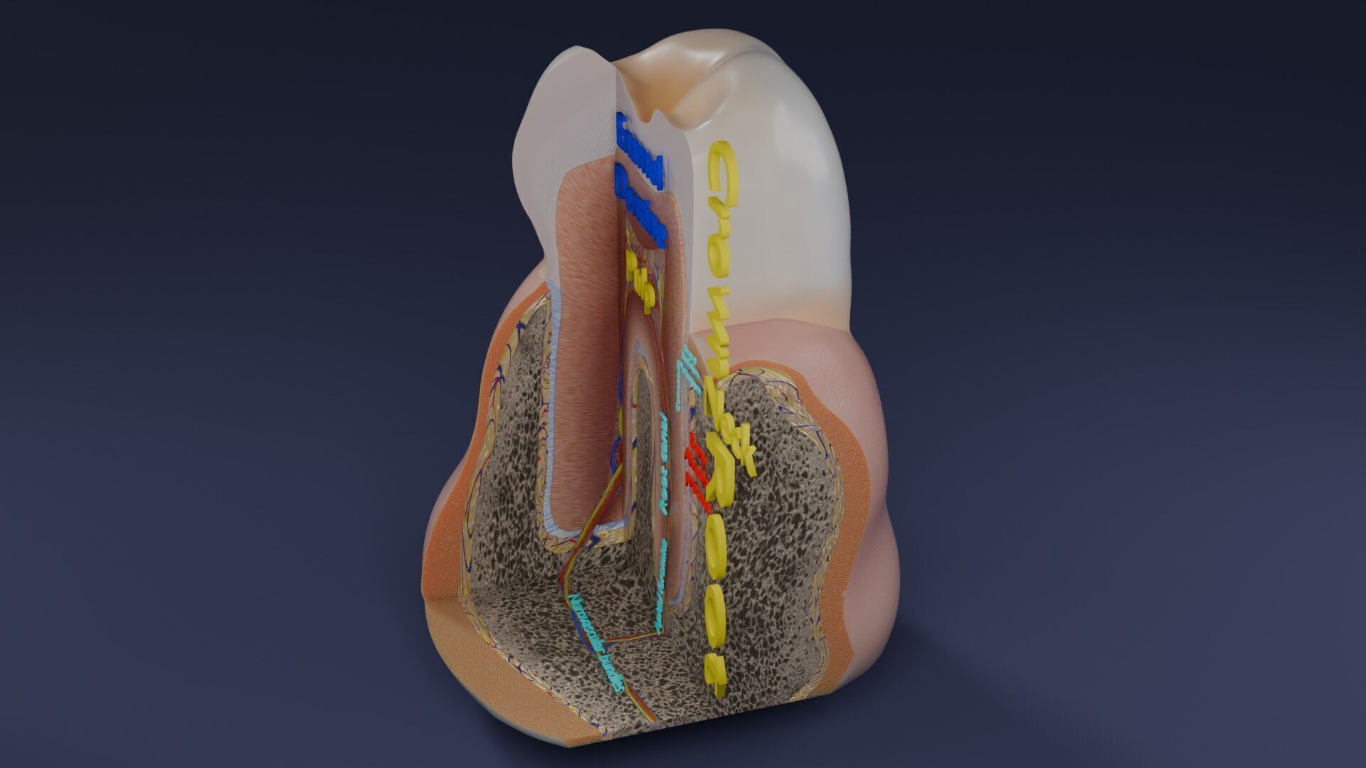 Teeth schematic cut sectional labelled Low-poly 3D model_52