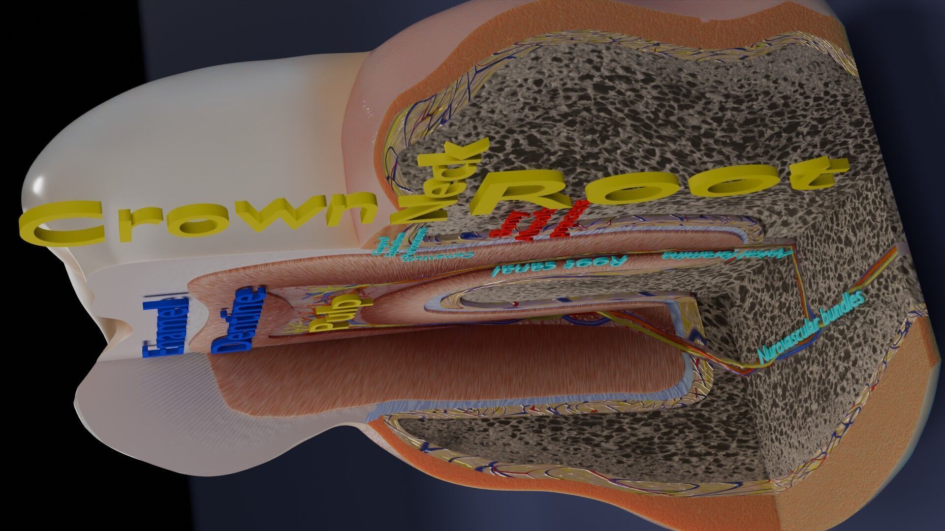 Teeth schematic cut sectional labelled Low-poly 3D model_15