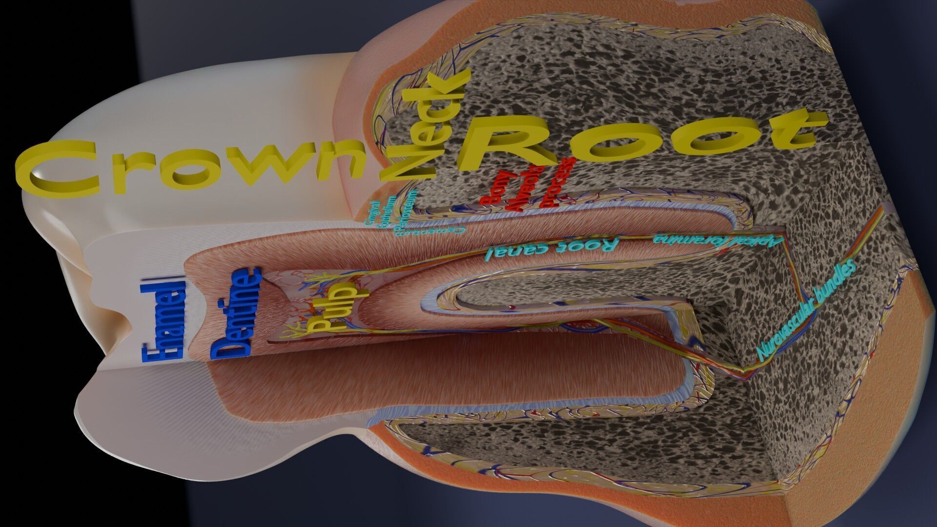 Teeth schematic cut sectional labelled Low-poly 3D model_13