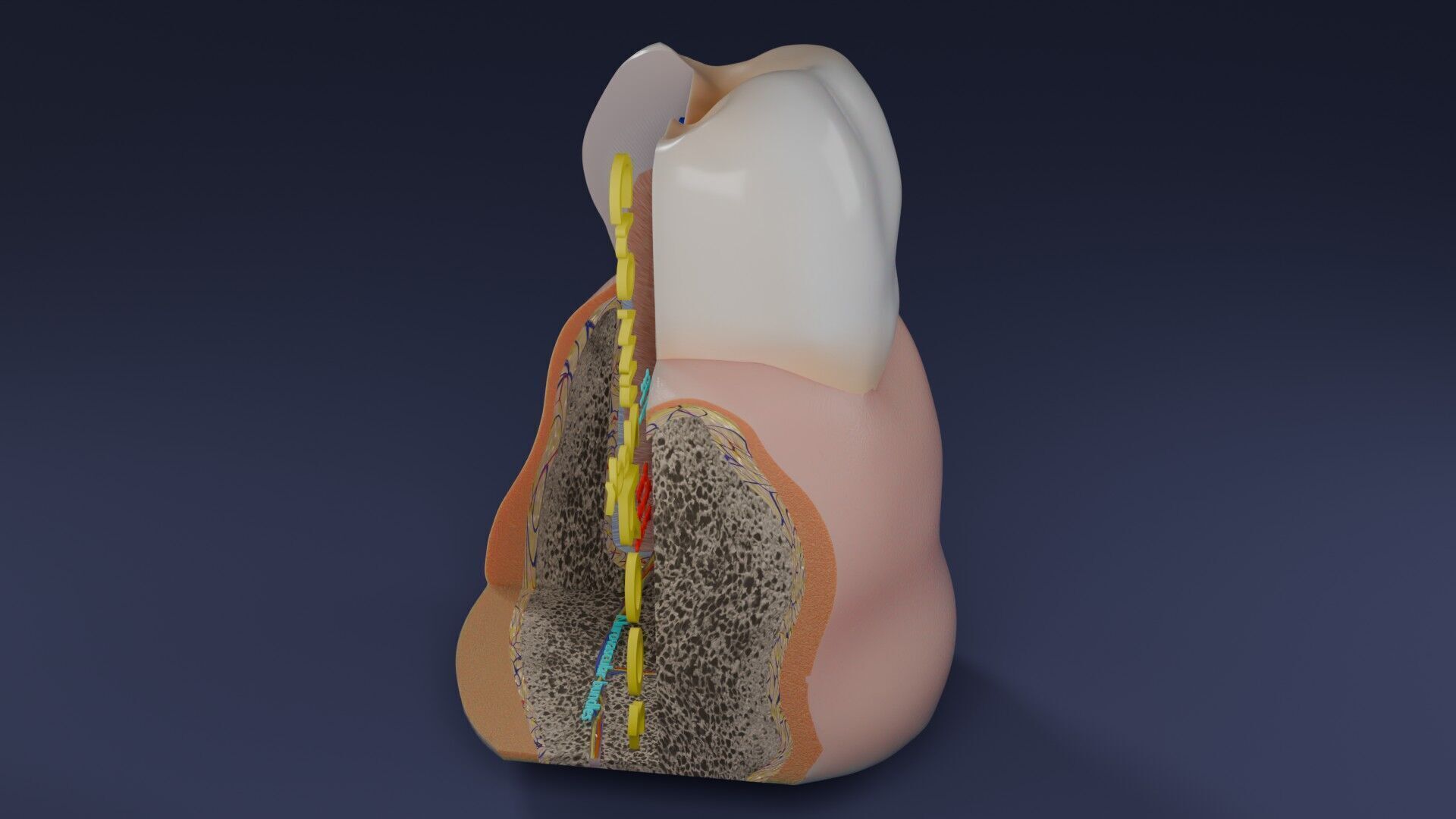 Teeth schematic cut sectional labelled Low-poly 3D model_63