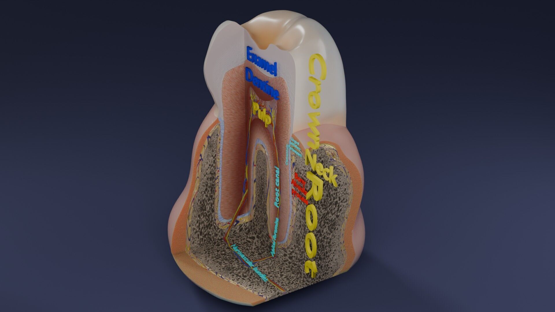 Teeth schematic cut sectional labelled Low-poly 3D model_56