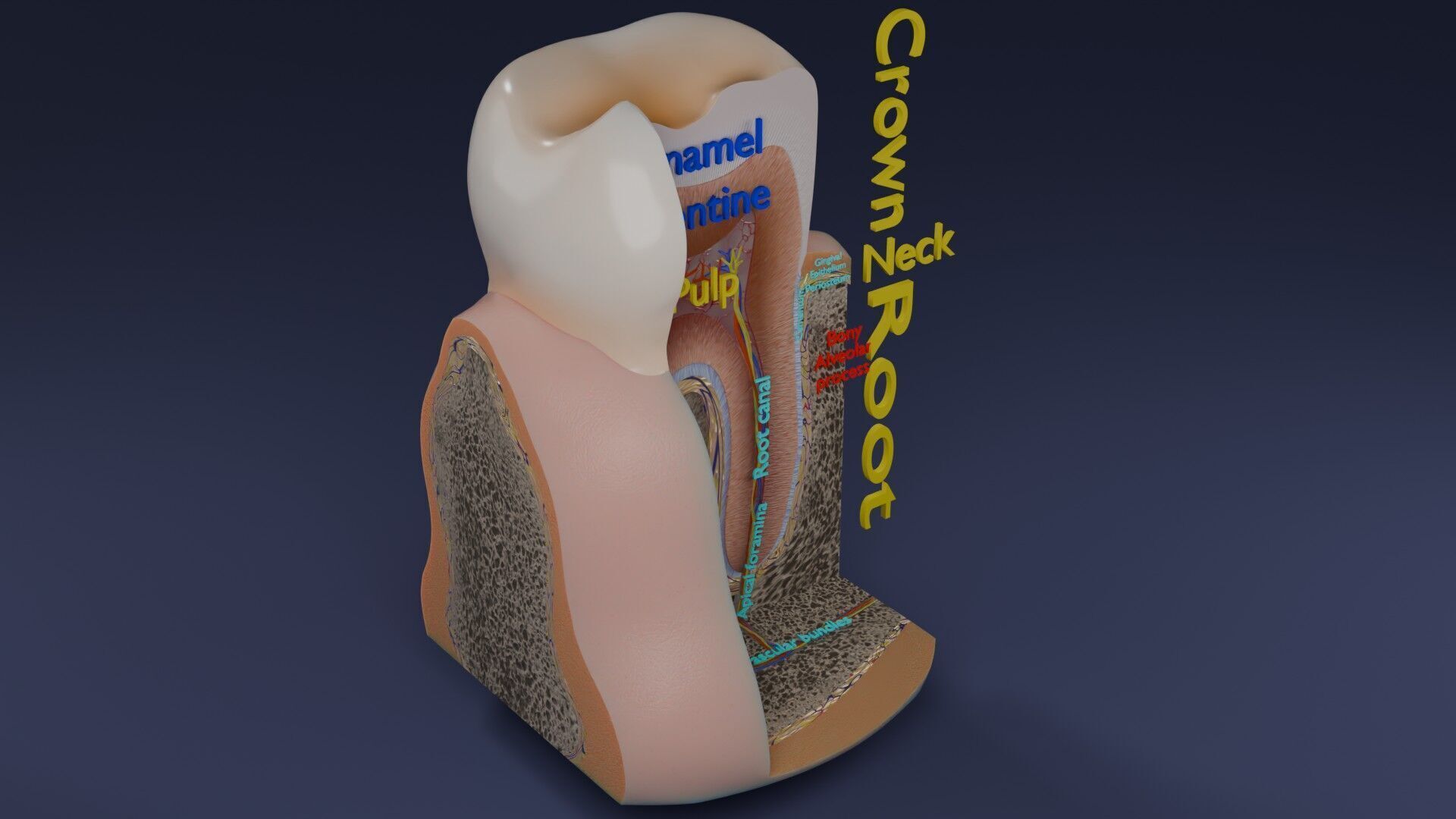 Teeth schematic cut sectional labelled Low-poly 3D model_39