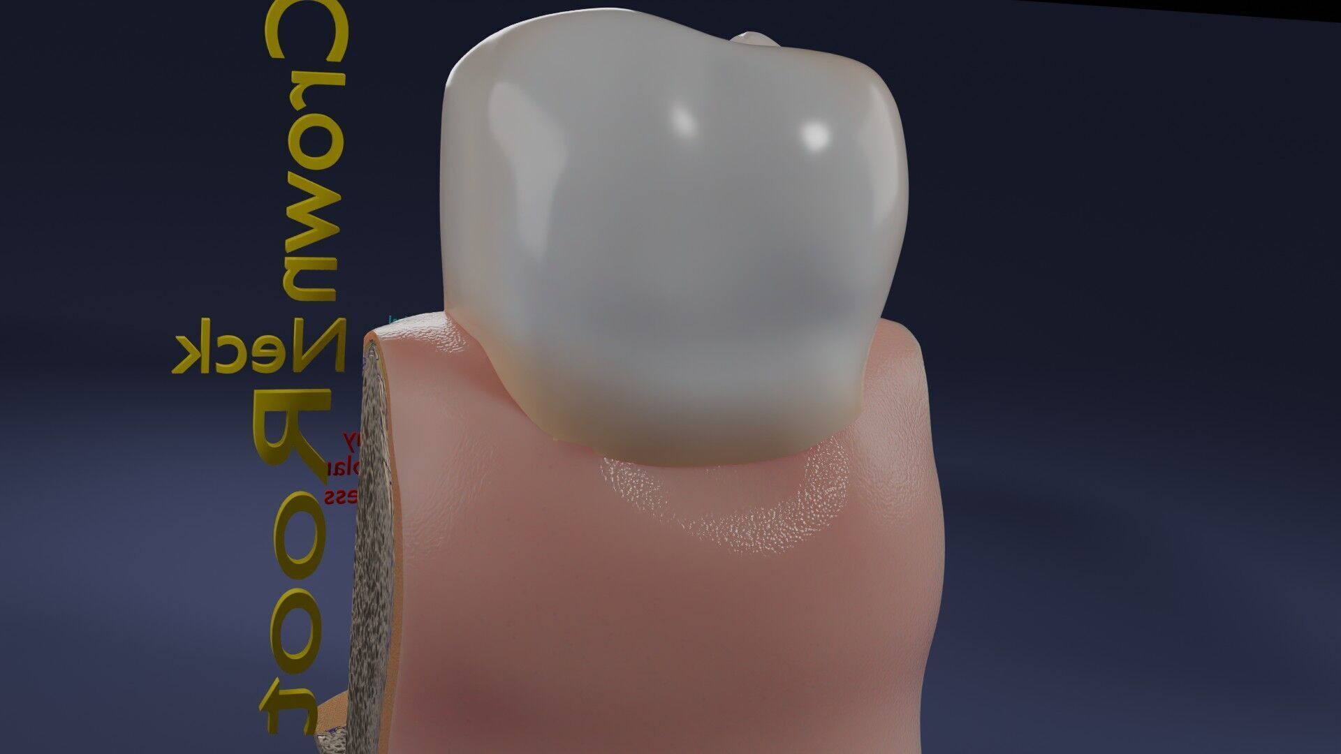Teeth schematic cut sectional labelled Low-poly 3D model_2