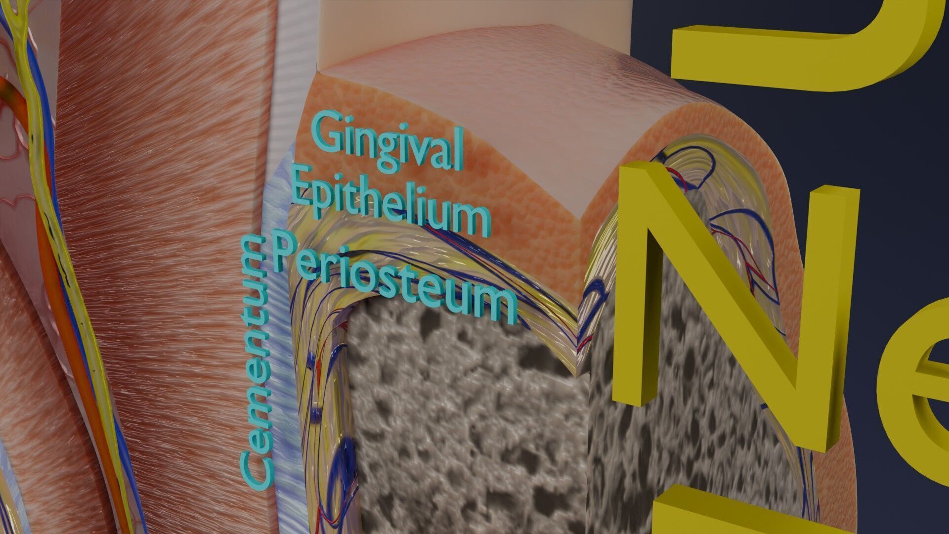 Teeth schematic cut sectional labelled Low-poly 3D model_12