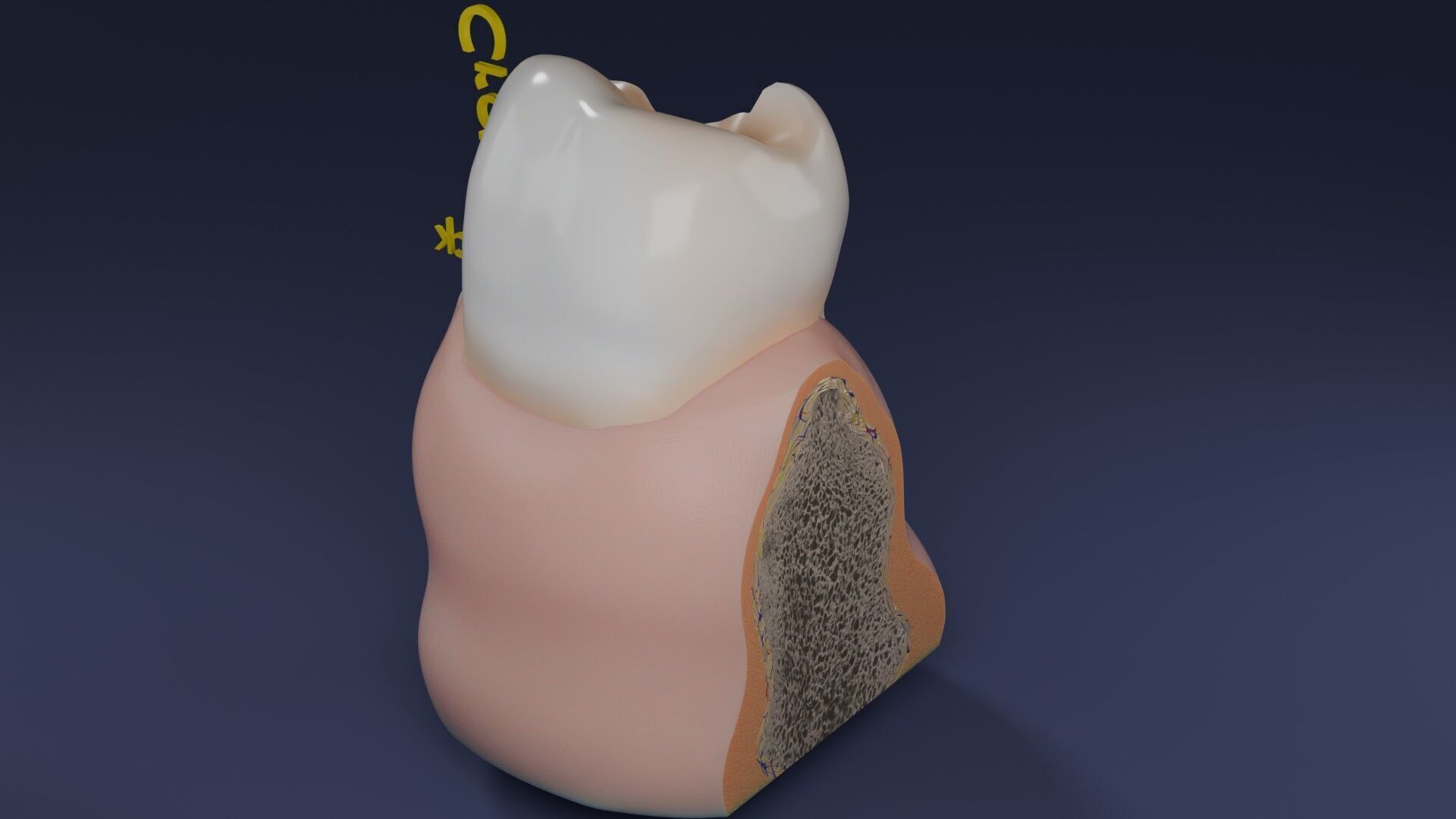 Teeth schematic cut sectional labelled Low-poly 3D model_38