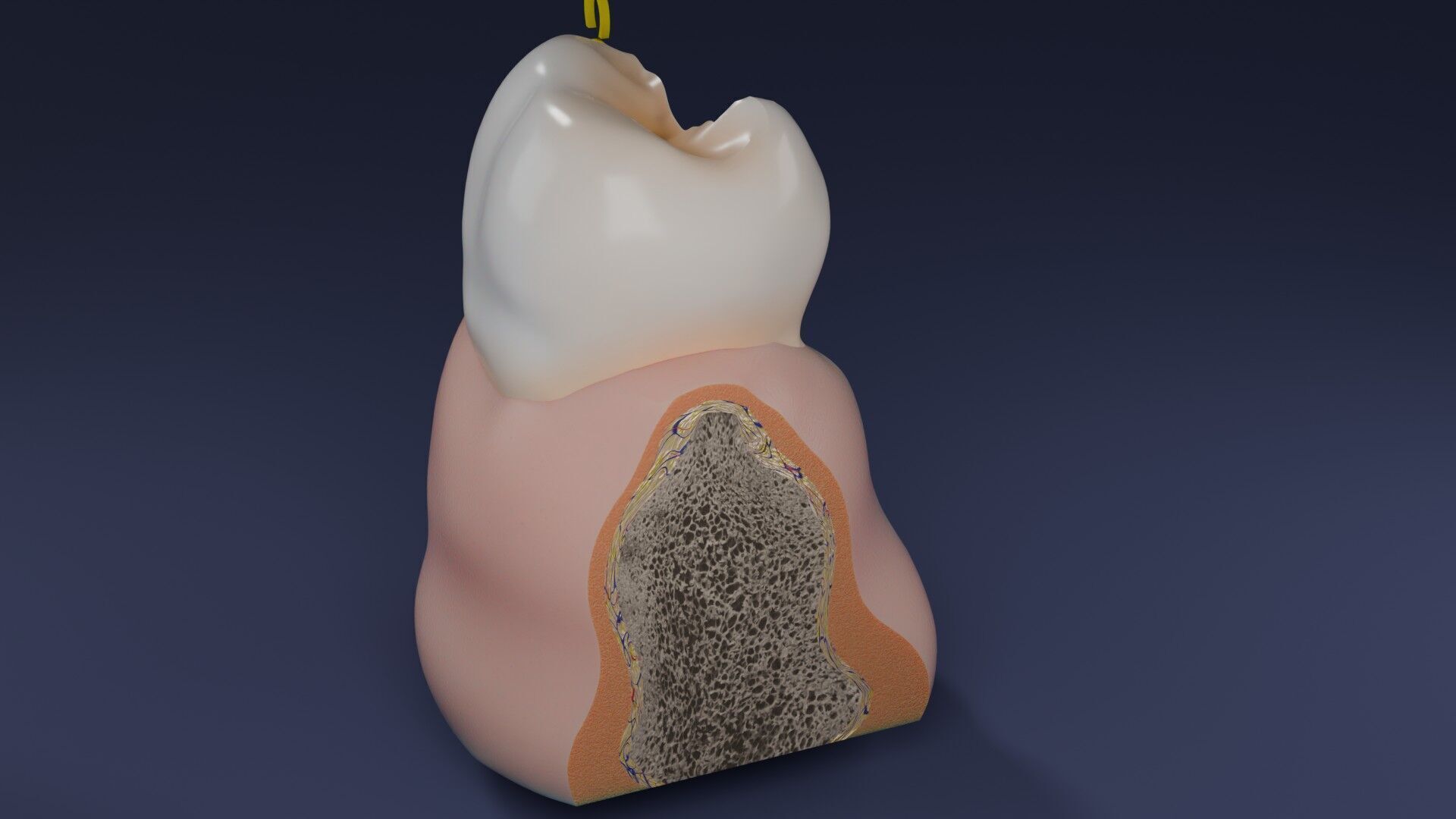 Teeth schematic cut sectional labelled Low-poly 3D model_43