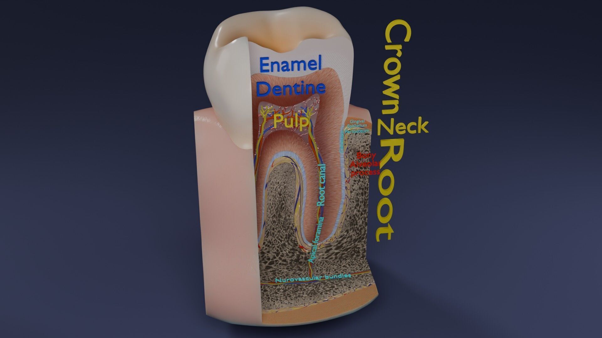 Teeth schematic cut sectional labelled Low-poly 3D model_33